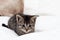 Tabby kitten is lounging happily on top of a bed