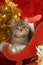 Tabby kitten lying in a red santa sledge