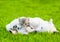 Tabby kitten lying with sleeping White Swiss Shepherd`s puppy on