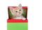 Tabby kitten peaking out of a Christmas present, isolated