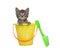 Tabby kitten peeking out of a sand bucket, isolated
