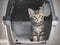 Tabby kitten in a Pet Travel Carrier