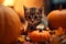 A tabby kitten playing around pumpkins and red maple leaves, cute cat in autumn season and harvest festival halloween and