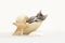Tabby kitten playing inside of a conch shell on pretend beach sand, star fish.