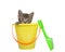 Tabby kitten popping out of a sand bucket, isolated