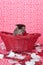 Tabby kitten in red basket
