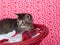 Tabby kitten in red basket