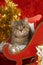 Tabby kitten in a santa sledge with decoration