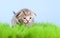 Tabby kitten Scottish meowing on grass