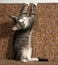 Tabby kitten sharpening its claws on couch