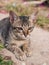 Tabby Kitten Siting in The Garden