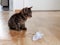 Tabby kitten sitting on the floor with a paper toy, chicks, cute pet, soft fur, gray and white kitten, light brown