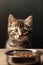 Tabby kitten sitting near the metal bowl of pet food. Dark background
