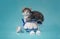 Tabby kitten sitting on a painted porcelain teapot next to marshmallows