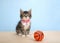 Tabby kitten sitting on wood floor with basketball