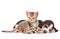 Tabby kitten and sleeping basset hound puppy lying together. isolated