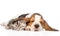 Tabby kitten sleeping, covered ear basset hound puppy. isolated