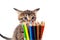 Tabby kitten sniffing color pencils