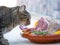 Tabby kitten wants to eat meat