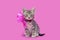 Tabby kitten wearing flower