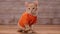 Tabby kitten wearing an orange t-shirt - close-up