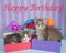 Tabby kittens in Birthday presents