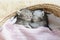 Tabby kittens sleeping and hugging in a basket