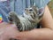 Tabby kitty in a girl`s arms playing with ribbon