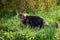 Tabby Maine Coon cat standing in the blooming meadow. Pet walking outdoor adventure. Cat close up. Domestic cat in the garden.