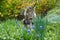 Tabby Maine Coon cat standing in the blooming meadow. Pet walking outdoor adventure. Cat close up. Domestic cat in the garden.