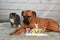 Tabby Manx cat and a Boxer breed dog Easter portrait