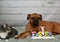 Tabby Manx cat and a Boxer breed dog Easter portrait