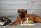 Tabby Manx cat and a Boxer breed dog Easter portrait