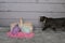 Tabby Manx Cat Easter Portrait