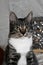 Tabby Manx Cat Portrait