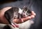 Tabby newborn kitten sleeping in woman hands