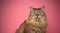 tabby norwegian forest cat with yellow eyes portrait on pink background