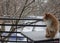 A tabby orange cat sitting in the snow on an outdoor table in winter watching the street in winter 2019 2020