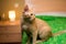 Tabby orange kitten on the bed