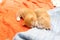 Tabby orange kitten sleeping