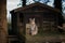 A tabby pet cat sits on wooden decking in front of a wooden tree house, surrounded by trees.