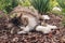 Tabby ragdoll cat sleeping on bark mulch in ornamental garden