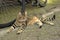 Tabby red cat laying near a bike on Amsterdam street