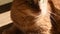 Tabby red cat portrait in bright sunlight. Cute cat moving head