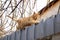 Tabby red cat walking on fence edge