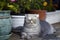 Tabby Scottish Fold cat lying on balcony