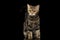 Tabby Scottish Kitten on Isolated black background