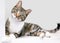 A tabby shorthair cat listening with a head tilt