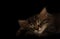 Tabby small kitten sleeps close-up. close-up of muzzle cat`s. striped cute kitty sleeping in the dark. dark background