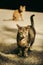 A tabby street cat stands on the warm asphalt, basking in the sunny city day. In the background sits a ginger cat, the two felines